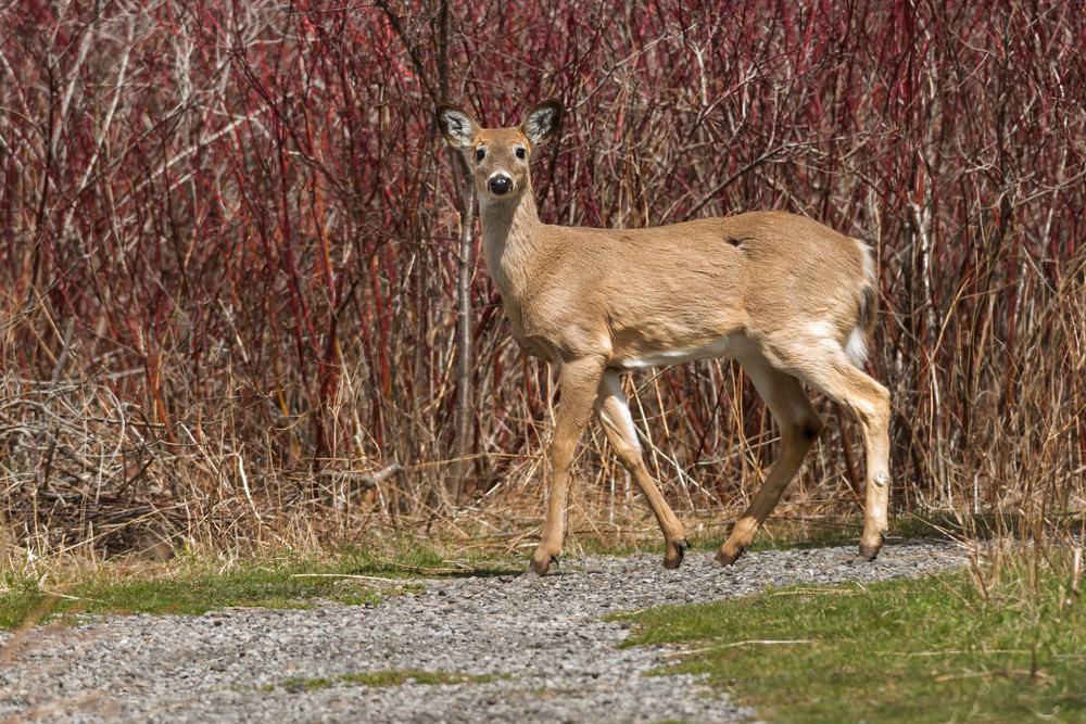 Lynde Shores Conservation Area, Whitby