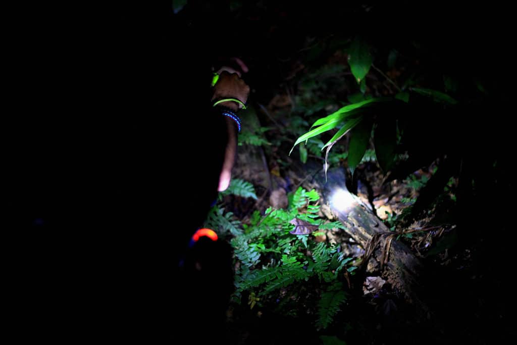 Taman Negara By Night