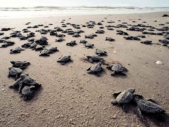 Juara Turtle Hatchery