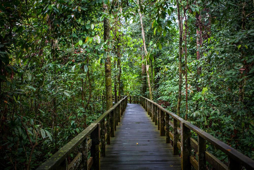 Sandakan Rainforest Discovery Center