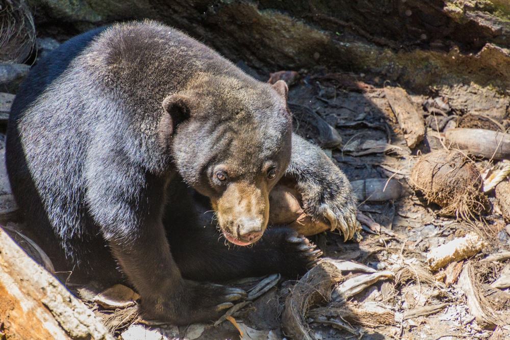Borneo Sun Bear Conservation Center