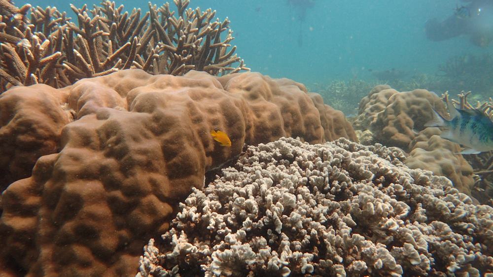 Salang, Tioman