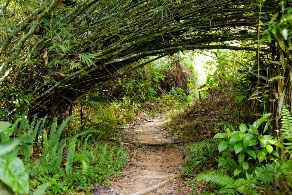 jungle trekking, Cameron Highlands