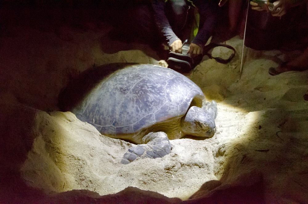 Selingan Turtle Island