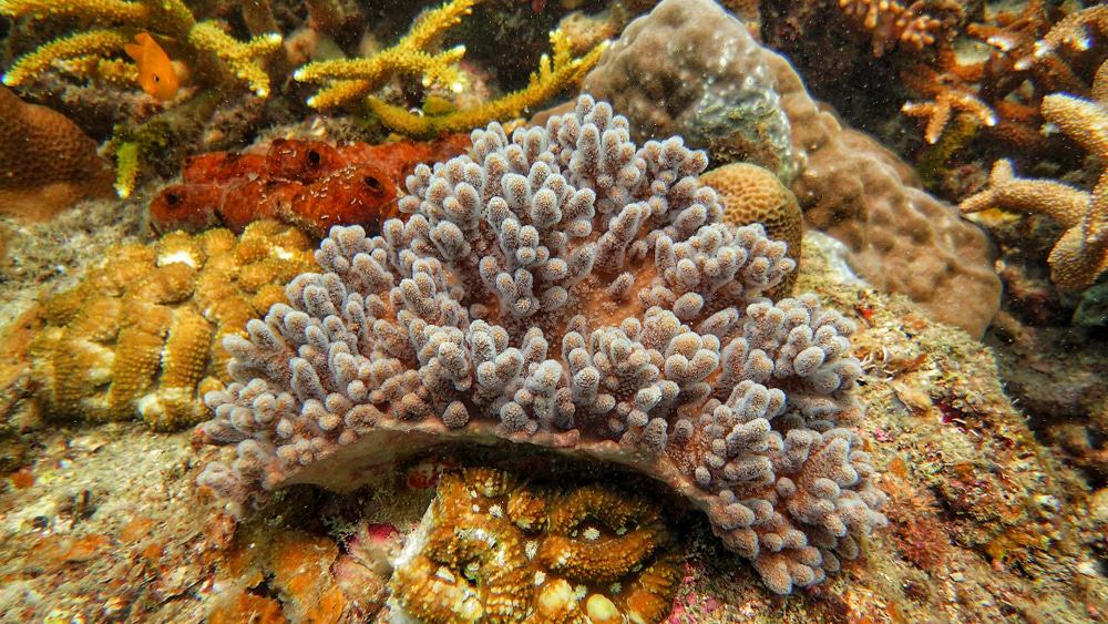 Coral Island