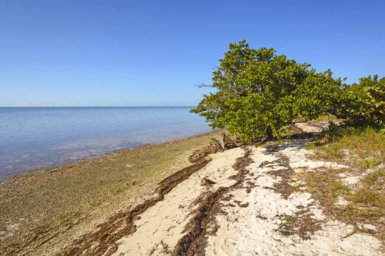 15 Best Beaches in Florida Keys The Crazy Tourist
