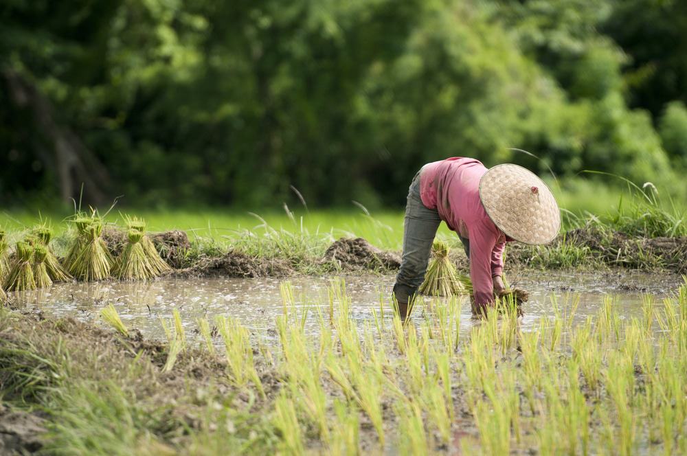Luang Prabang Rice Field