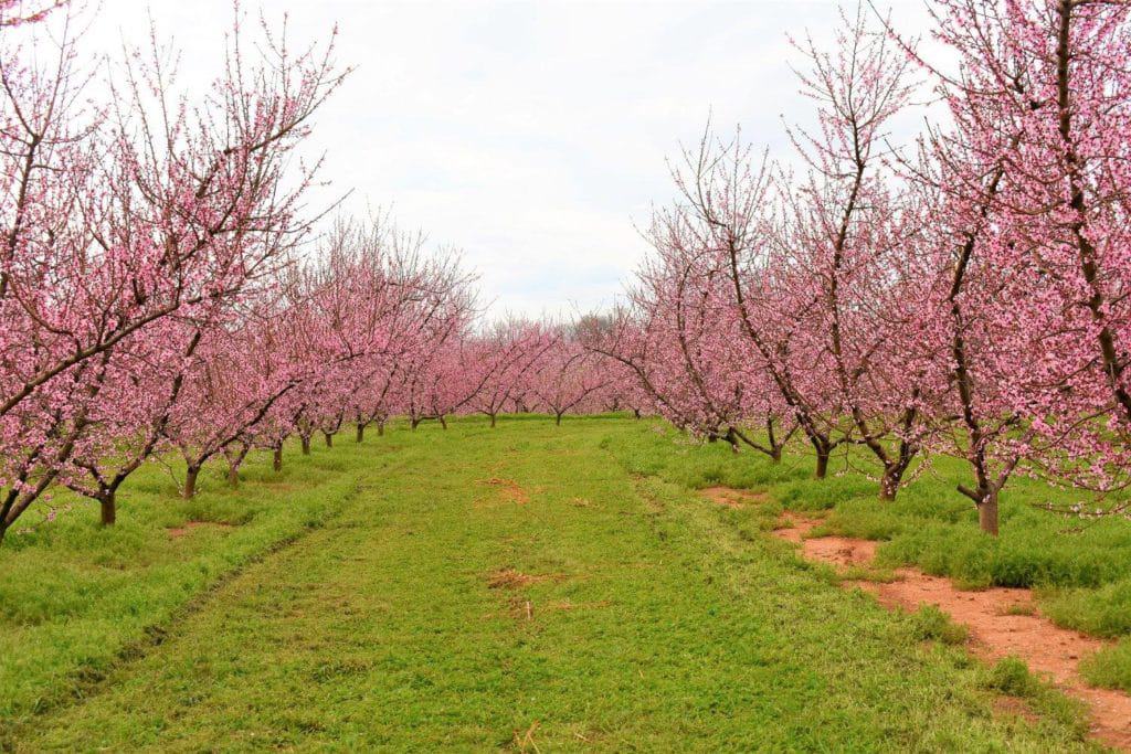 Isom’s Orchard