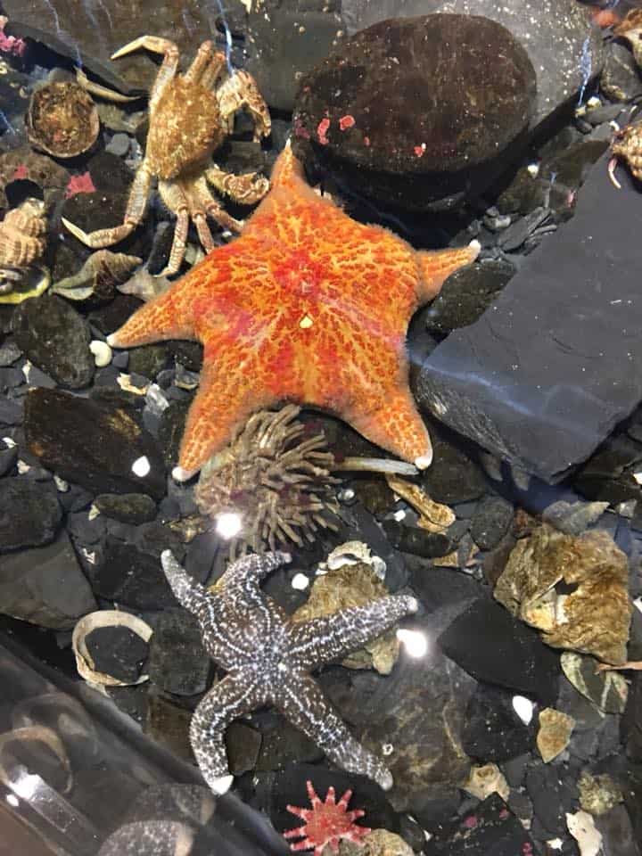 Kodiak Laboratory Aquarium And Touch Tank