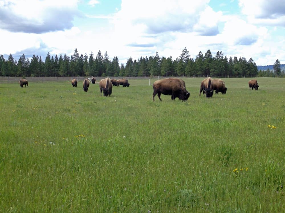 Win Tur Bison Farm