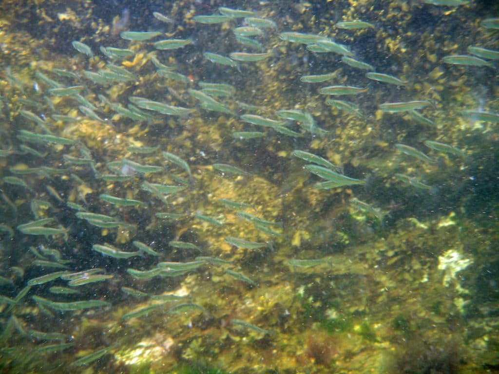 Snorkel, Ketchikan