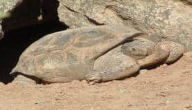 Yuma Conservation Garden