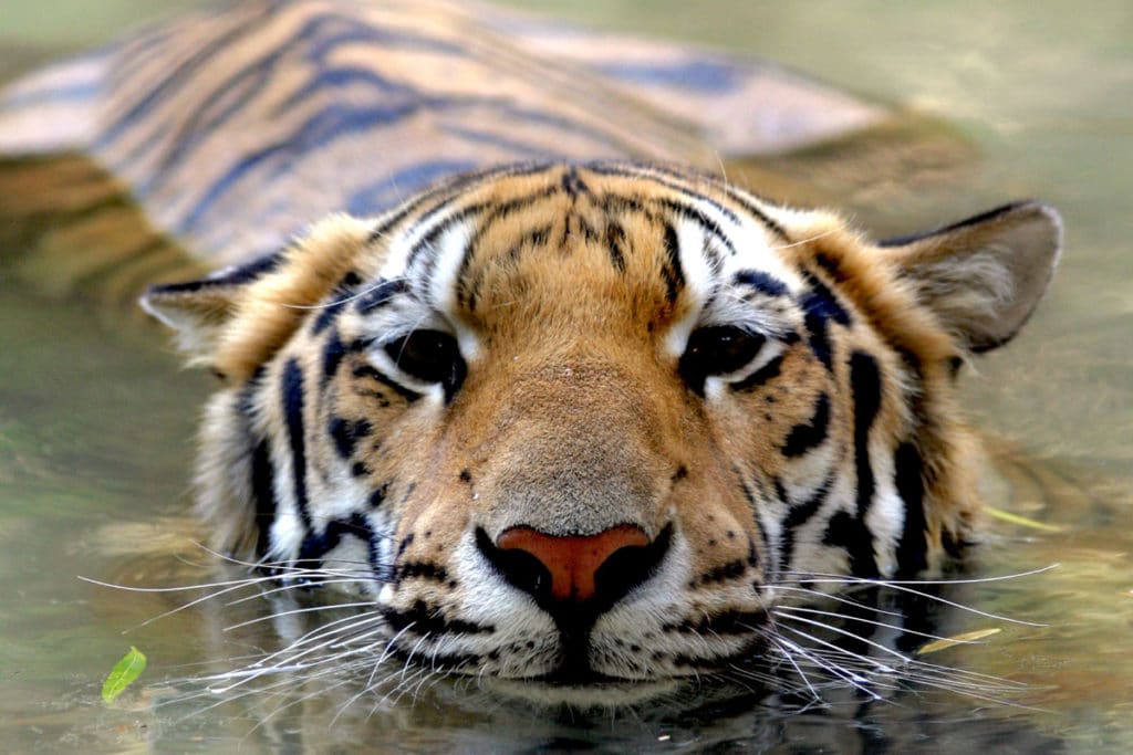 Wildlife World Zoo