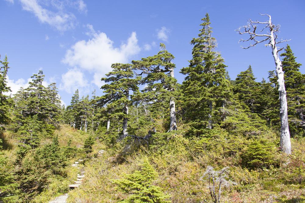 Deer Mountain Trail, Ketchikan