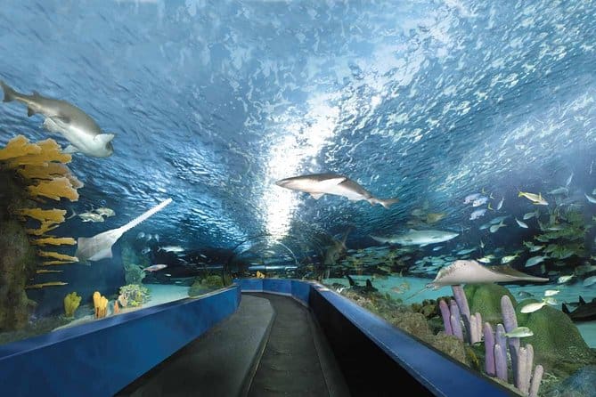 Ripley’s Aquarium