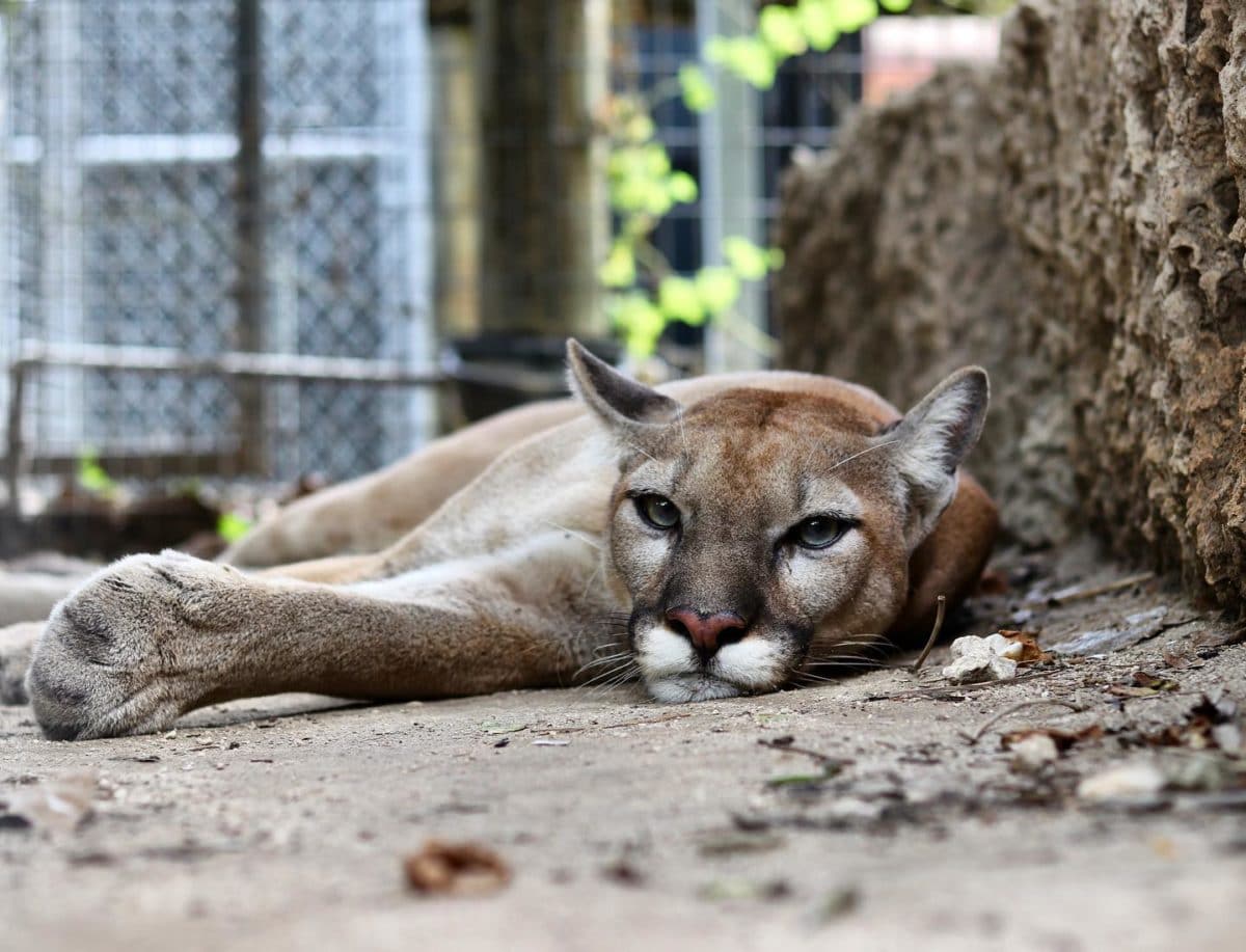 Zoological Wildlife Foundation, Miami