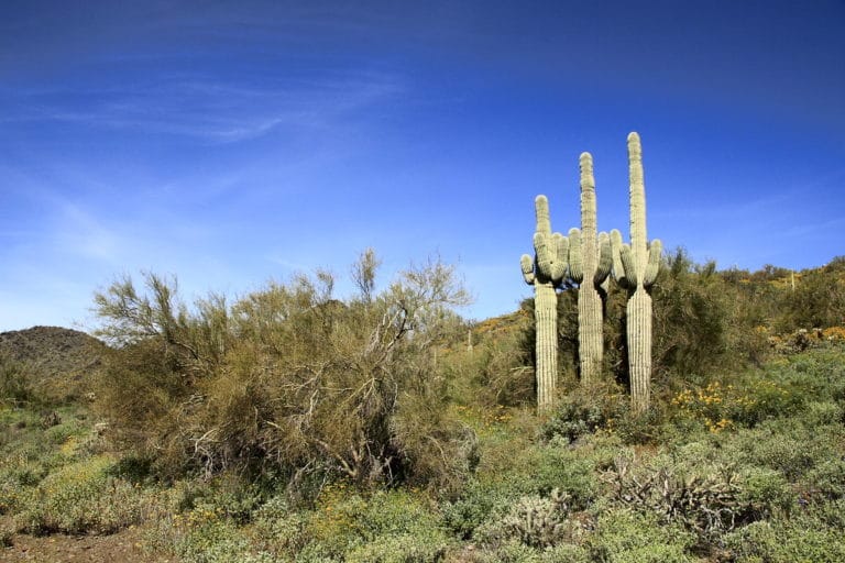 14 Best Things to Do in Carefree (AZ) The Crazy Tourist