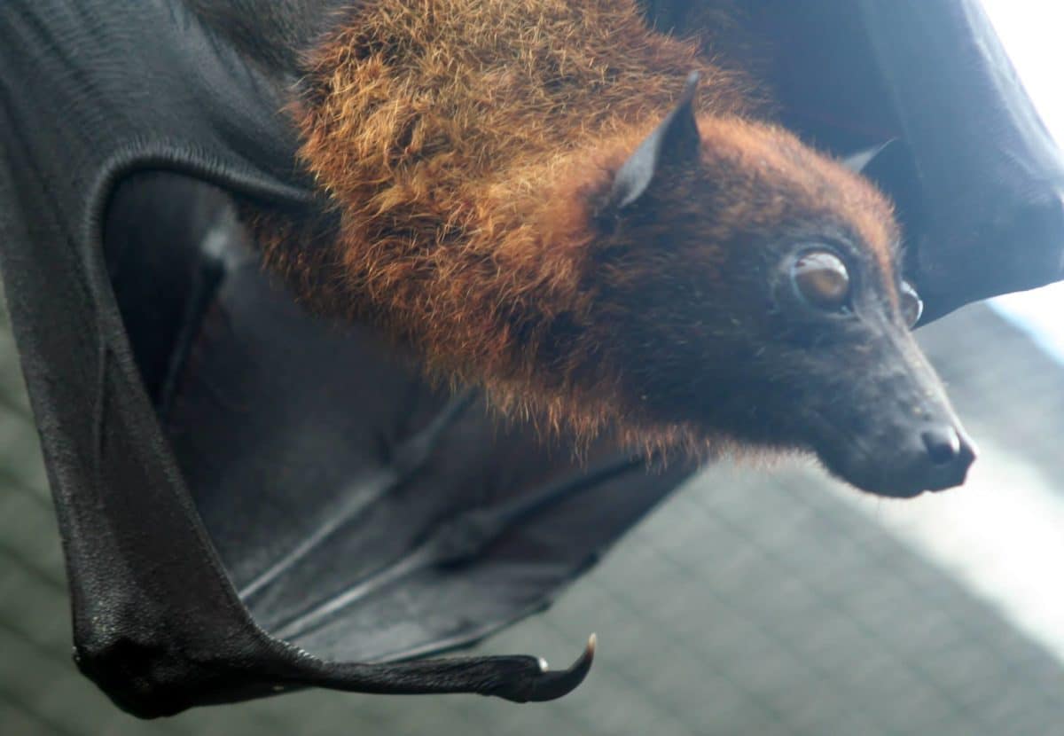Lubee Bat Conservancy