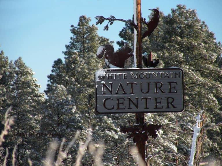 15 Best Things to Do in (AZ) The Crazy Tourist