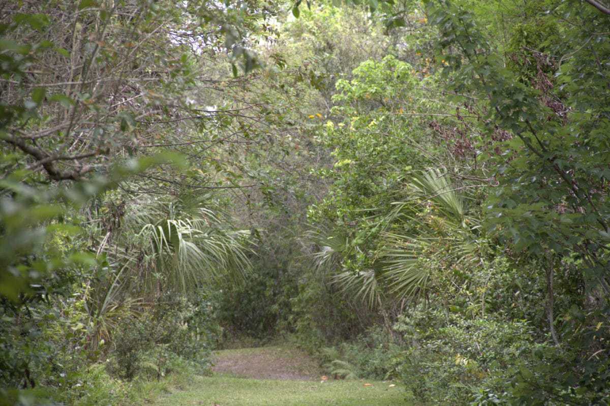 Fern Forest Nature Center