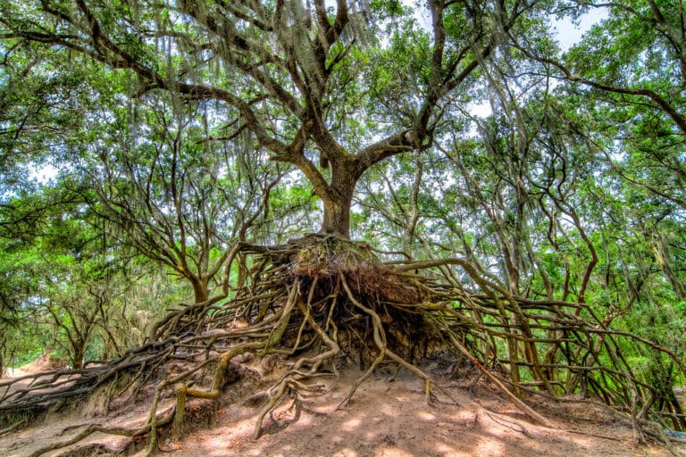 15 Best Things to Do in Plant City (FL) The Crazy Tourist