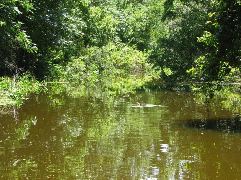 15 Best Things to Do in Leesburg (FL) The Crazy Tourist