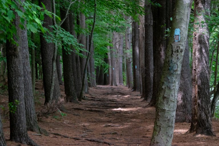 15 Best Things to Do in Meriden (CT) The Crazy Tourist