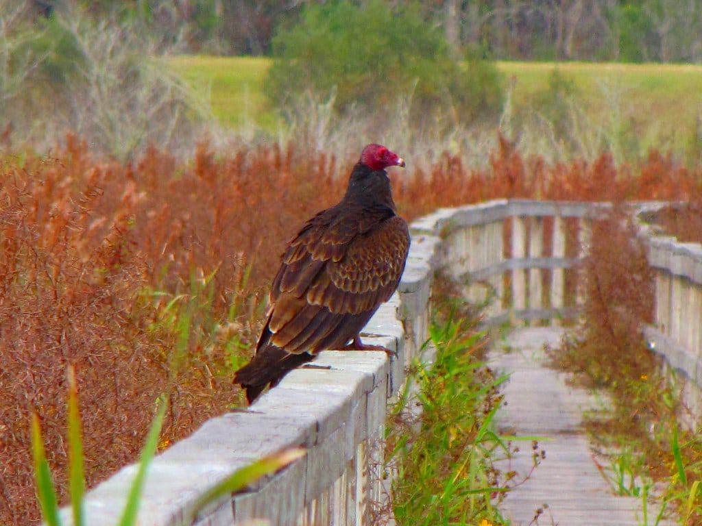 Ocklawaha Prairie Restoration Area