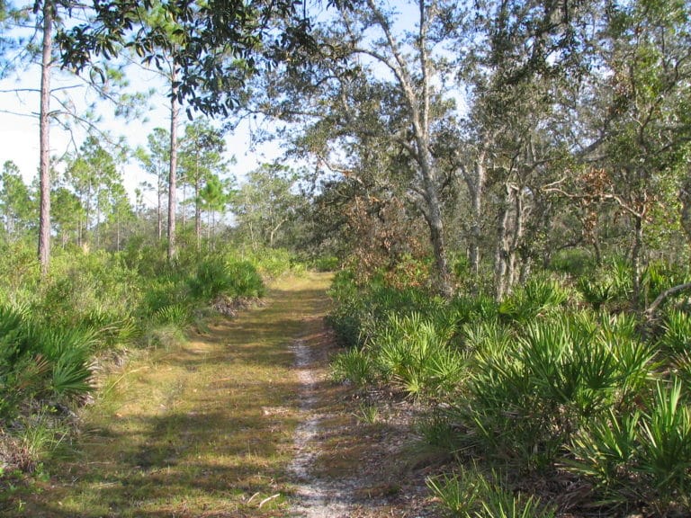 15 Best Things to Do in Arcadia (FL) The Crazy Tourist