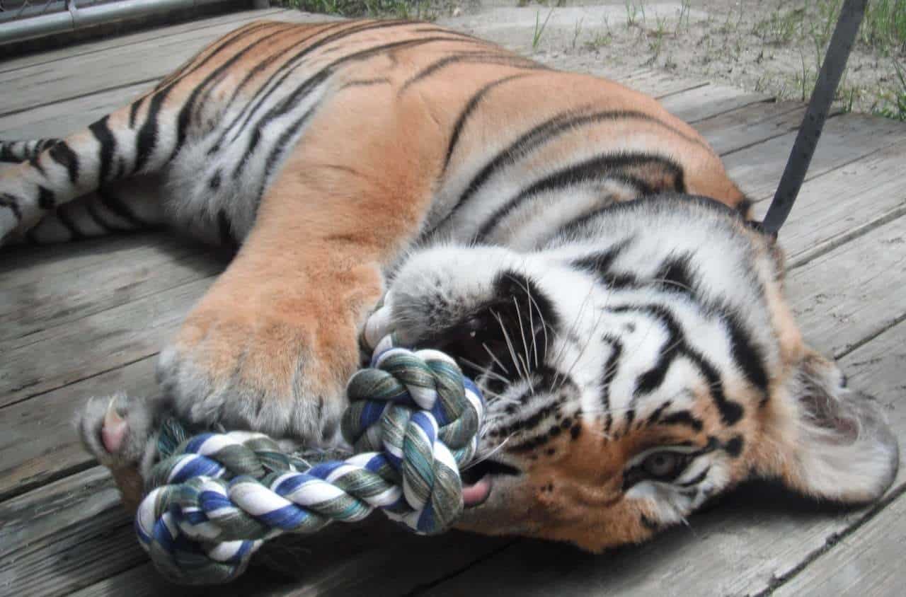 McCarthy’s Wildlife Sanctuary