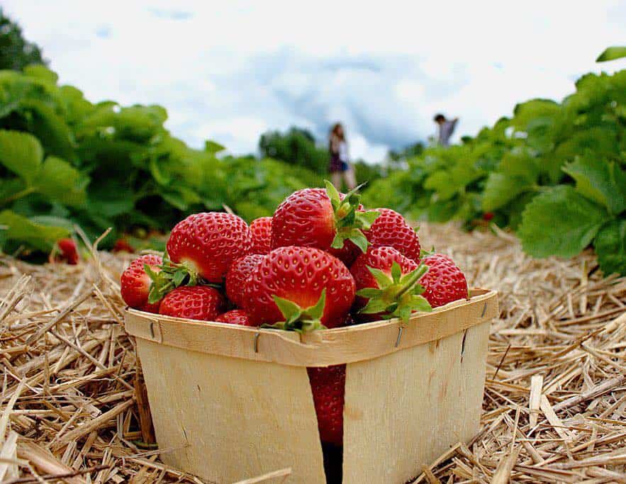 Goughan’s Berry Farm