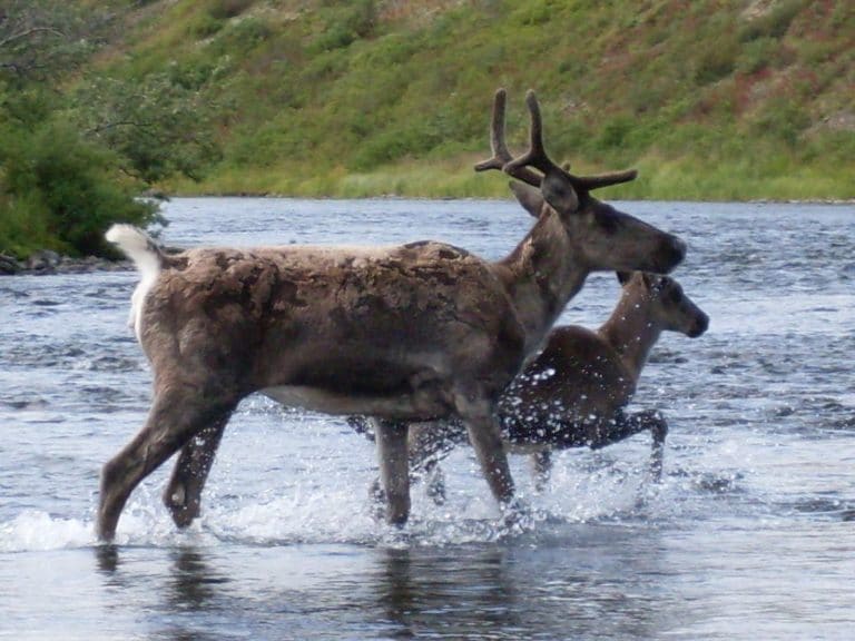 15 Best Things to Do in Dillingham (Alaska) The Crazy Tourist