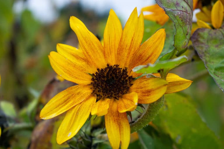 15 Best Things to Do in Augusta (Maine) - The Crazy Tourist