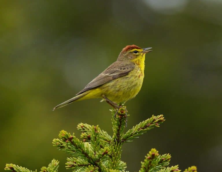 15 Best Things to Do in Calais (Maine) The Crazy Tourist