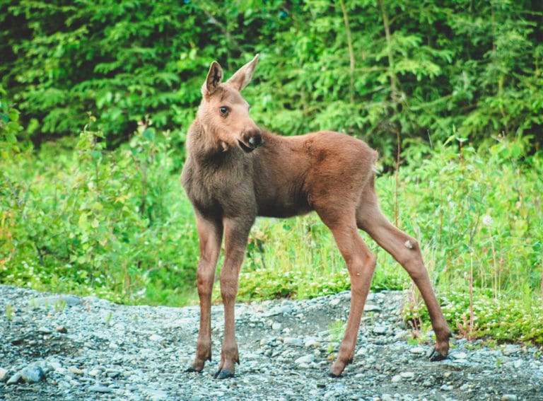 14 Best Things to Do in Soldotna (Alaska) The Crazy Tourist