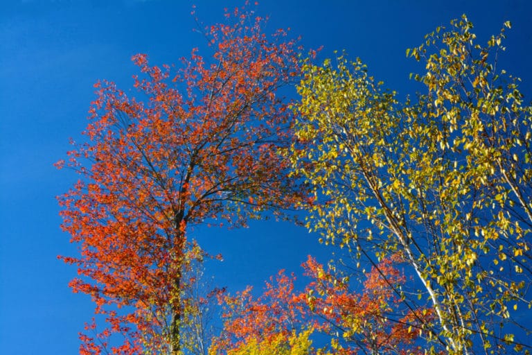 13 Best Things to Do in Lisbon (Maine) The Crazy Tourist