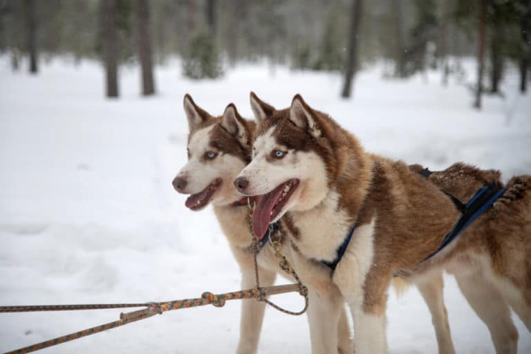 15 Best Things to Do in Dillingham (Alaska) The Crazy Tourist