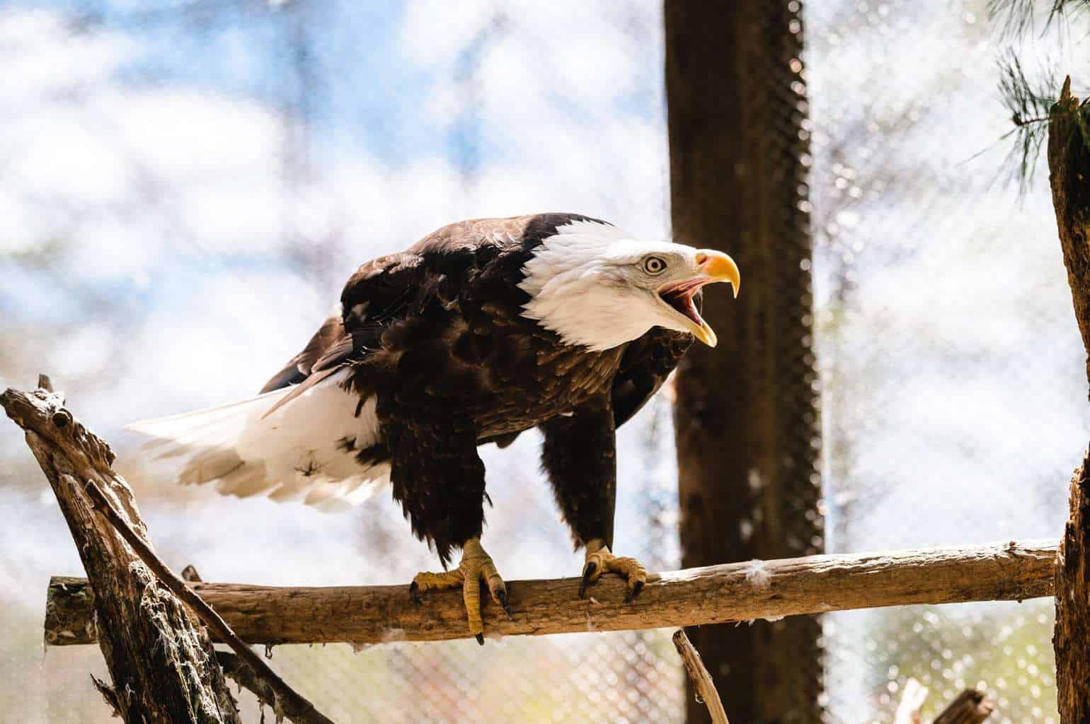 15 Best Things to Do in New Gloucester (Maine) The Crazy Tourist