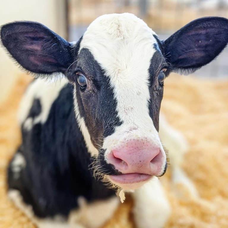 15 Best Things to Do in New Gloucester (Maine) The Crazy Tourist