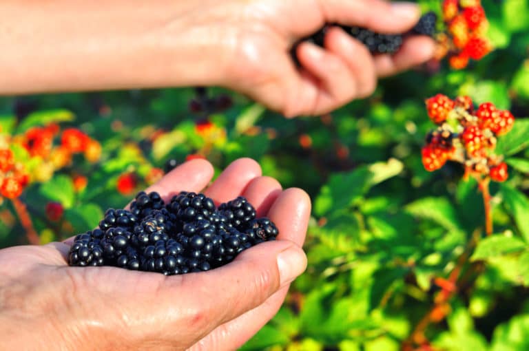 14 Best Things to Do in Clarksville (Arkansas) The Crazy Tourist