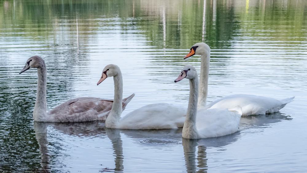 Quinebaug Lake State Park