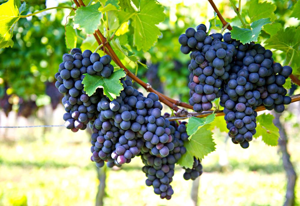 Saltwater Farm Vineyard