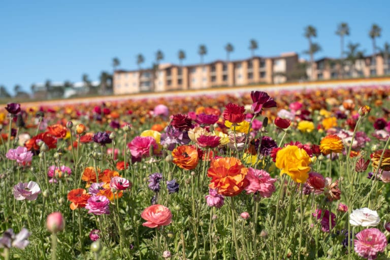 15 Best Things to Do in Carlsbad (CA) The Crazy Tourist
