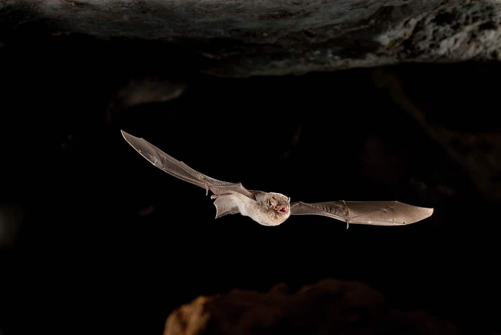 Bent-wing Bat
