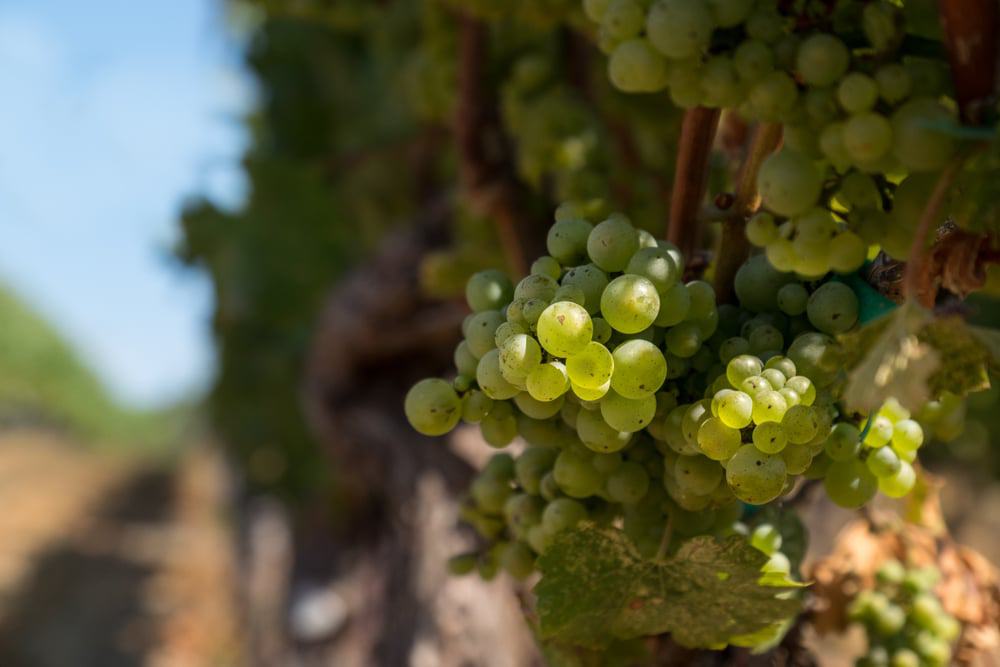 15 mejores cosas para hacer en Livermore (CA) 15 mejores cosas para hacer en Livermore (CA)