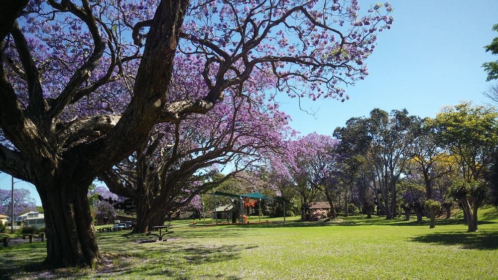 15 mejores cosas para hacer en Grafton (Australia) 15 mejores cosas para hacer en Grafton (Australia)