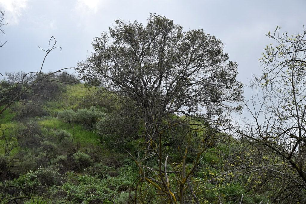 Oak Canyon Nature Center