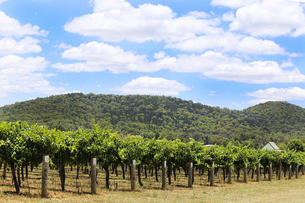 Vineyard In Mudgee