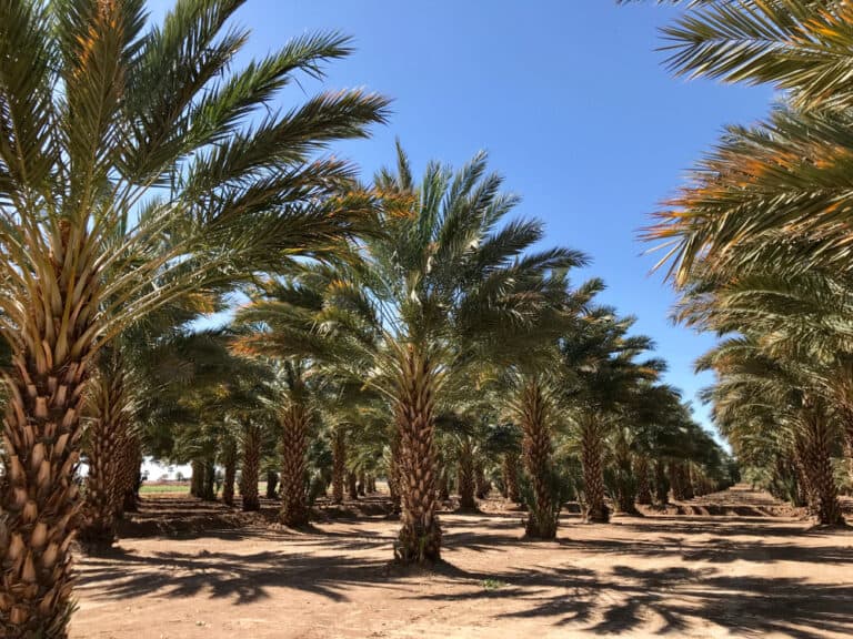 15 Best Things to Do in Yuma (Arizona) The Crazy Tourist