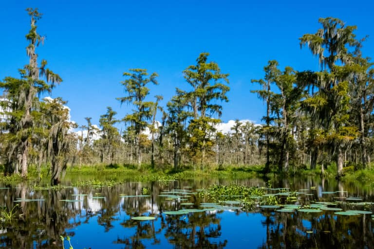 15 Best Things to Do in Houma (LA) The Crazy Tourist